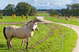 Initiation à l&rsquo;équitation : ce qu&rsquo;il faut savoir avant de commencer