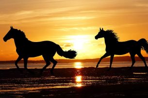 Peut-on monter n&rsquo;importe quel cheval ?