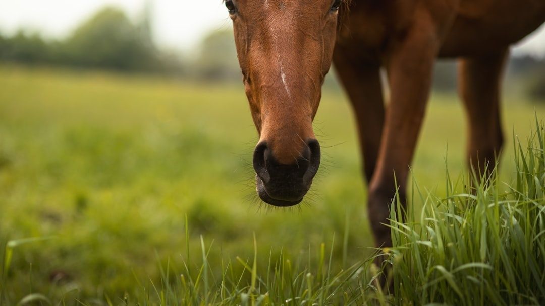 Cheval alezan penché dans une prairie verdoyante en été