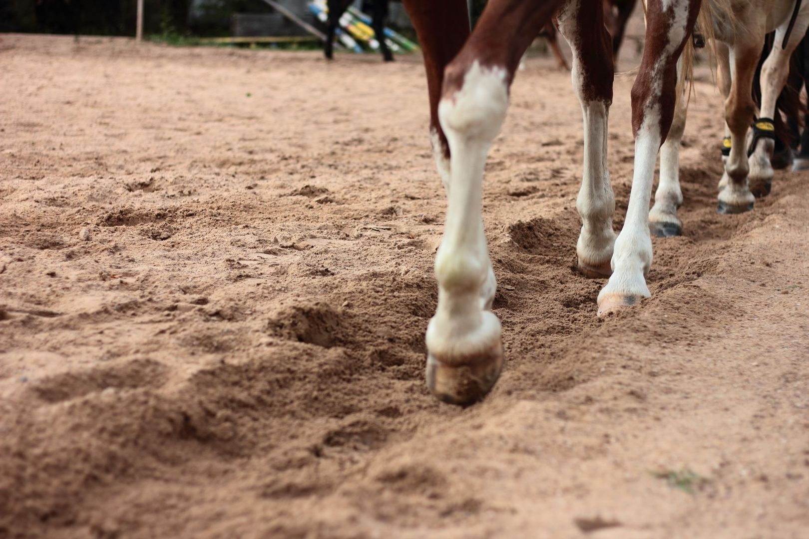 Sabots de chevaux avançant sur un sol sablonneux en extérieur