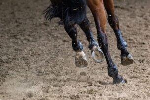 Vie en troupeau au pré : décoder les signaux d&rsquo;apaisement et réussir l&rsquo;intégration d&rsquo;un nouveau cheval