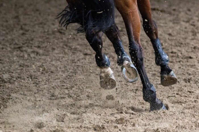 Gros plan sur les membres d’un cheval en mouvement sur un sol sablonneux