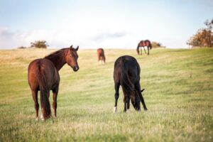 Quatre chevaux réunis dans un pré, dont deux broutent au premier plan