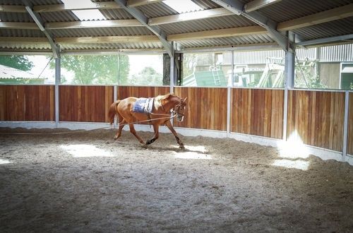 Cheval alezan travaillé en longe dans un manège couvert